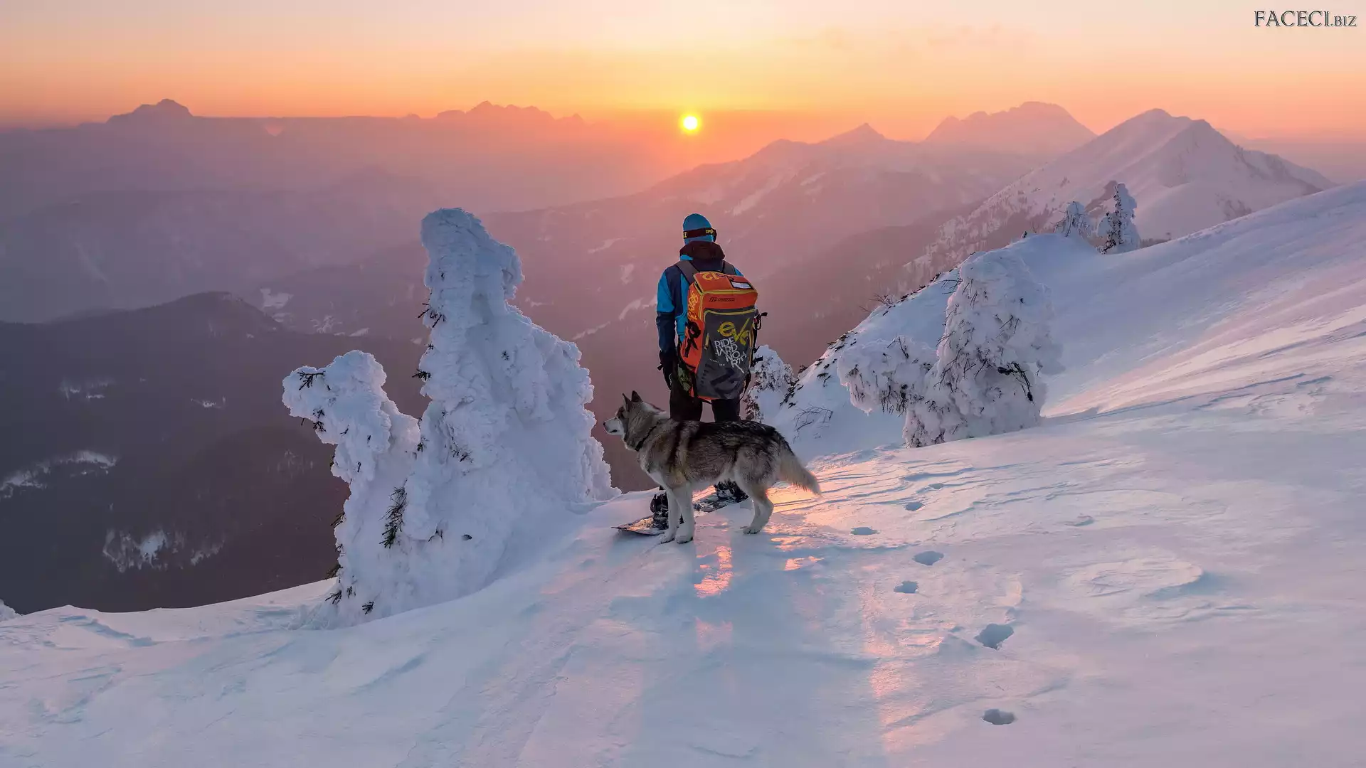 Zachód słońca, Drzewa, Góry, Pies, Snowboardzista, Ośnieżone, Zima, Mężczyzna